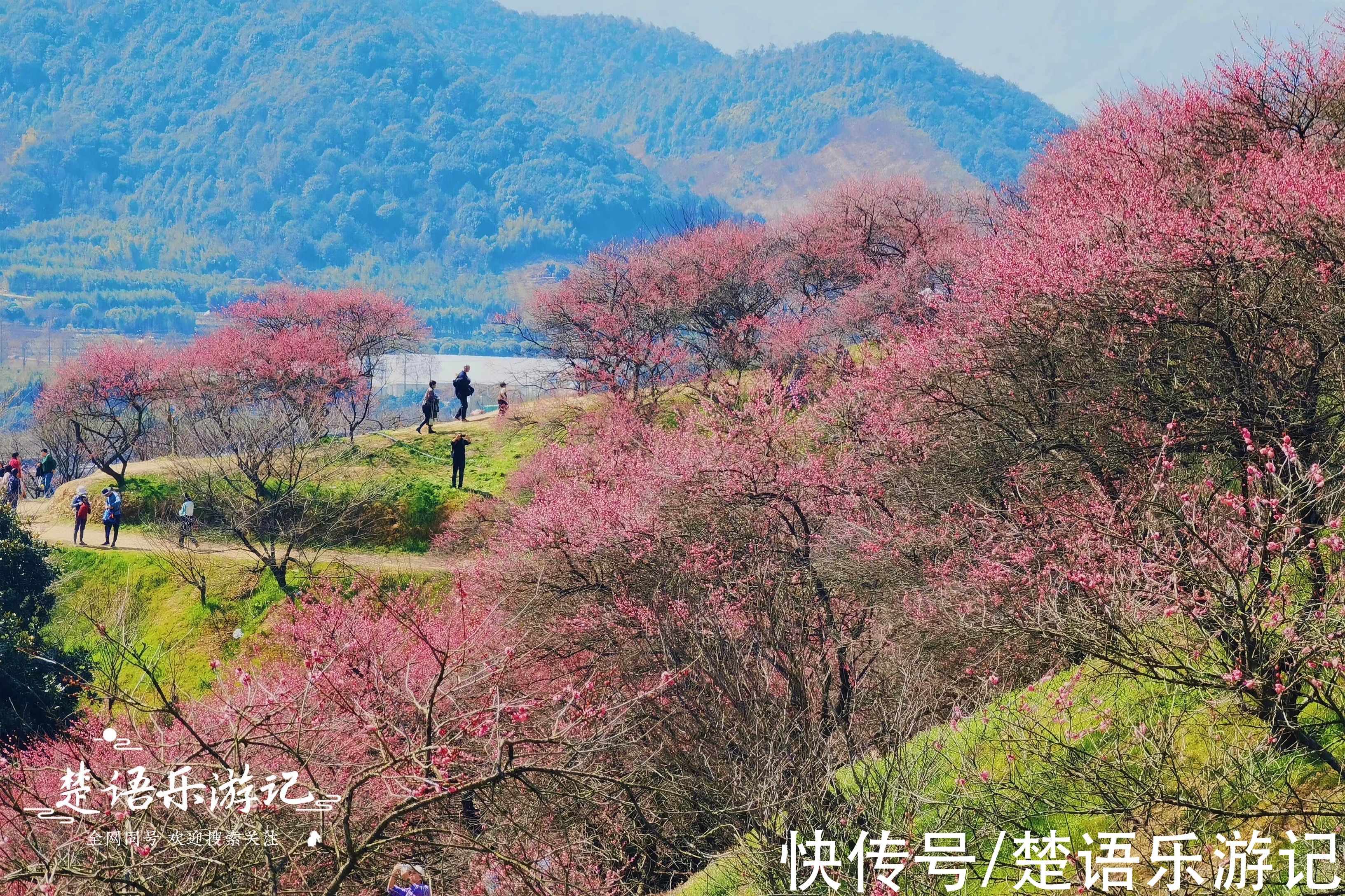 梅花谷|宁波这个古村成为网红村，梅花开时吸引游人无数，桃花盛开更精彩