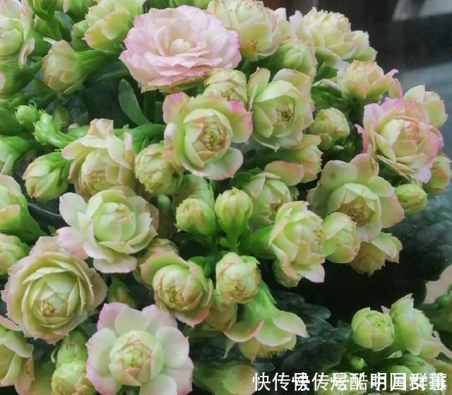 长寿花里的“5个经典品种”,各有各的美,看完都想养一盆