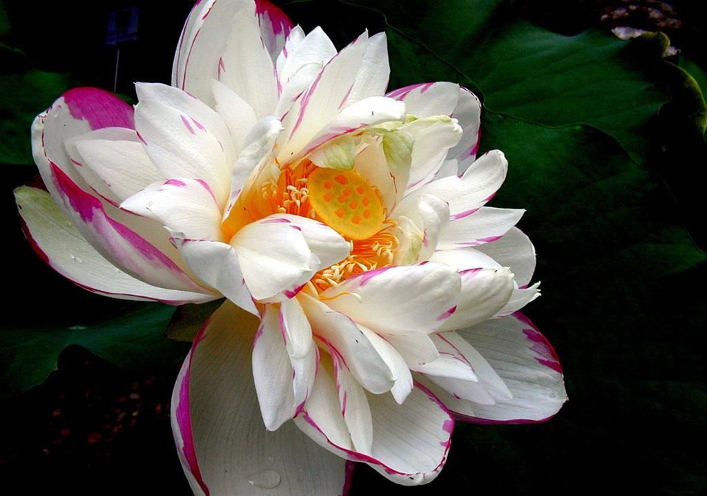  懂得|真正“福报深厚”的人，都懂得这3条“天规”，好运接踵而来！