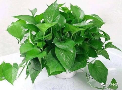 冬天室内太干燥,养上6种植物,空气清新自然