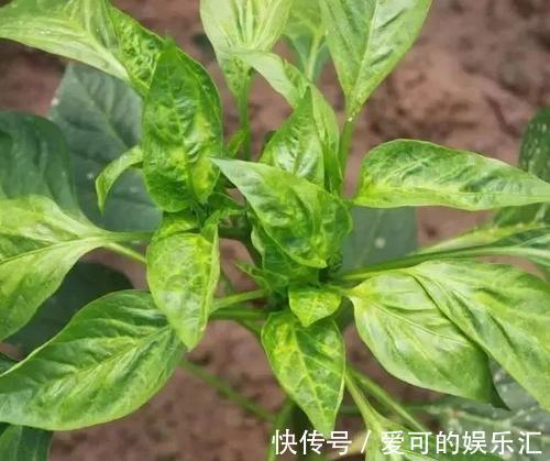 还在为花卉盆栽常见的几种病害烦恼,有了它,轻松解决一切问题