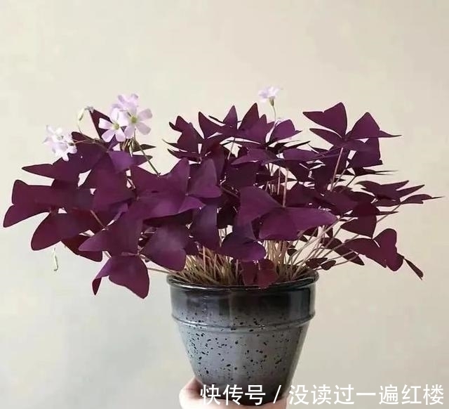 冬天|冬天养紫叶酢浆草,做好这5点,花繁叶茂长势旺、盆盆都能美爆盆
