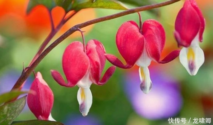 几款艳丽的花卉,漂亮又好闻,开花美如小花园,家中必选!