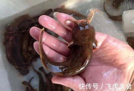 俗称“水蜂子”,我国特有的冷水鱼,1年长不到1两,却卖200元1斤