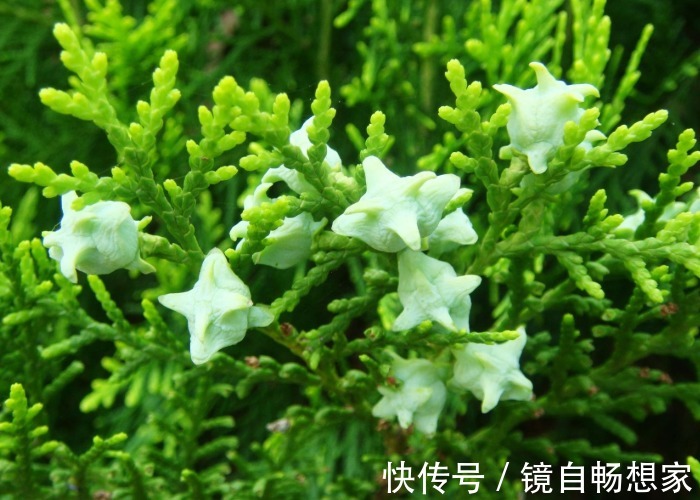 洗发水|农村里不花一分钱的树叶,既生发还能治白发,百元染发剂都比不上