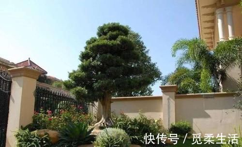 梧桐树|家里种树,讲究大,5种树旺宅,3种树不能栽,你知道是什么吗