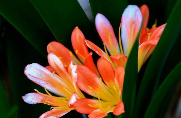 君子兰烂根,两招帮你救活,15天发根生机勃勃