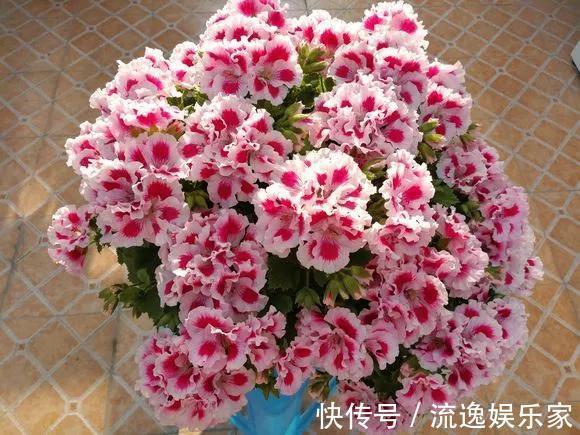 球兰|5种花不用管，盆栽地栽都好养，自己就能长成大花球，花开还惊艳