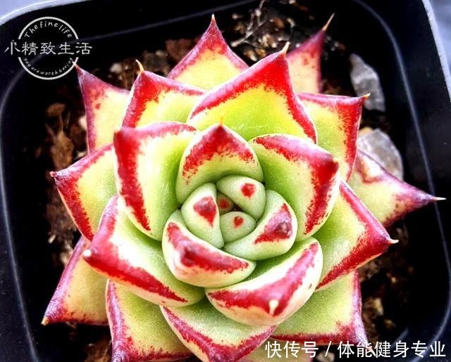 多肉植物上色,需要4个条件,你的肉肉没上色,是没用对方法!