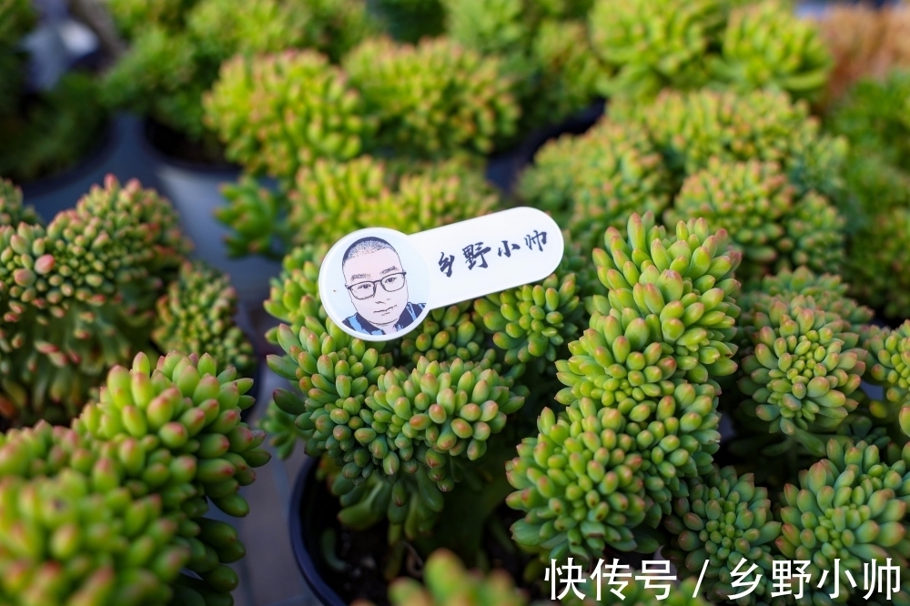 春萌缀、蓝宝石，两种特别可爱的多肉，这么养状态更好