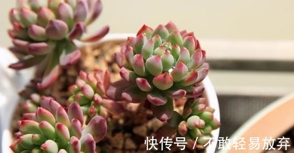 多肉盆栽,天冷不上色怎么办?关小黑屋叶子1个月就变糖果色