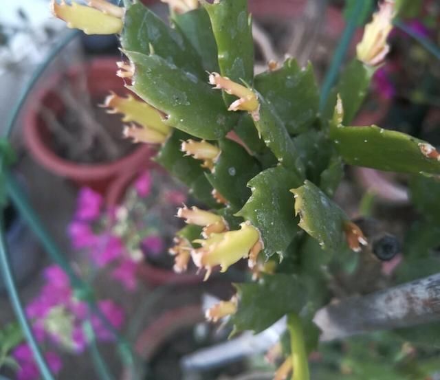 夏天养蟹爪兰记住2个字素养否则秋天只能见到“空花盆”