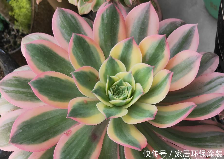 多肉|春夏之交带锦的法师还可以露养吗?当然可以,不过要注意养护细节