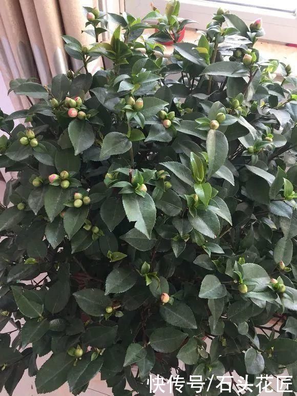 3种花，在北方很多人都“养不活”，可以说养1盆死1盆