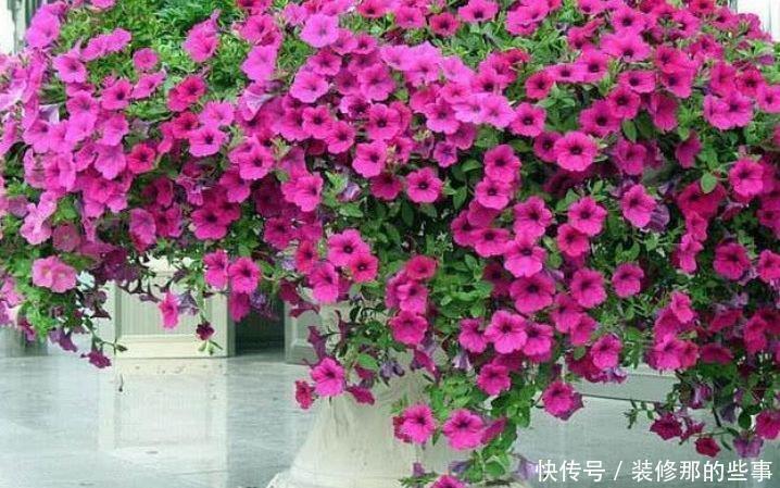 鲜艳|家里就养4种花，几块钱1盆，放阳台，开爆一整年！