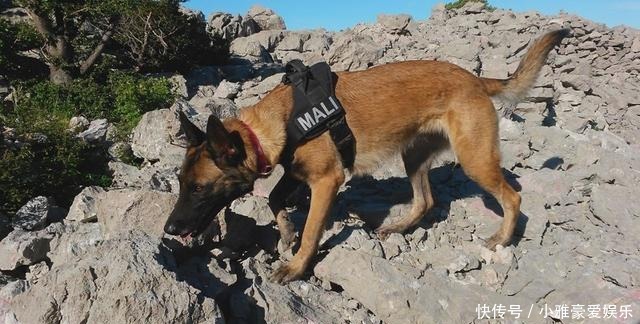 考古学家|狗是天生的“考古学家”?考古犬能嗅出2700年前古墓的位置