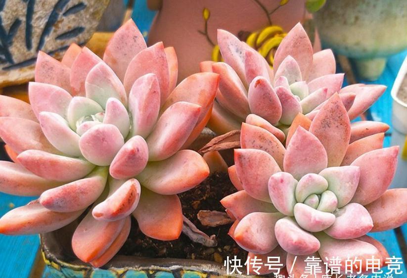 多肉奥普琳娜和娜娜小勾风格不同,一个以胖取胜,一个则娇俏可爱