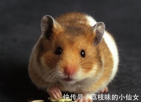 奇葩|19条奇葩的冷知识,好玩又奇怪,每天了解不一样的趣味冷知识