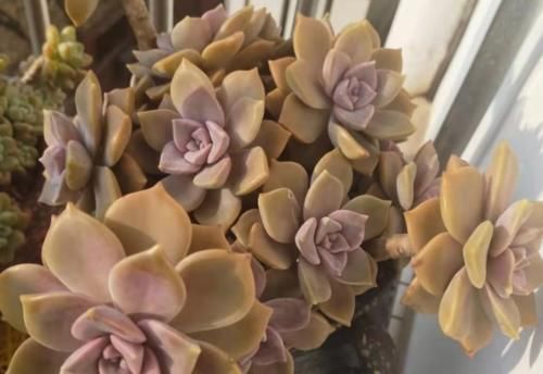 温度到零下多肉就会冻死？不一定，影响它们耐冻程度的因素可多了