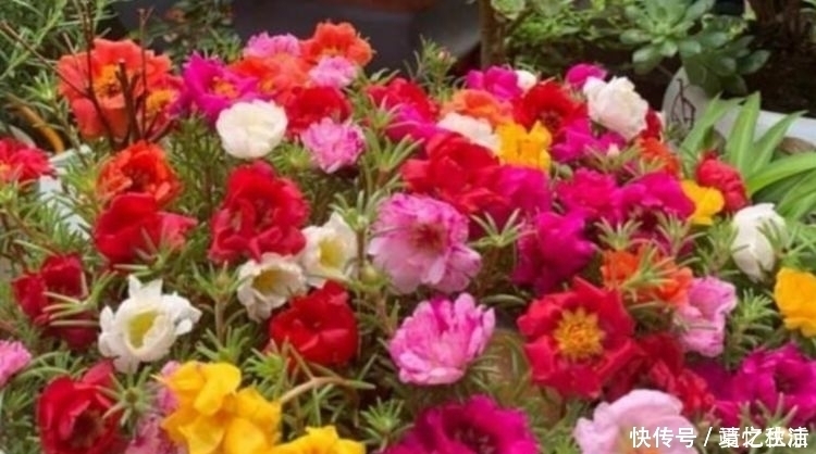 福运花|3种福运花,自带福气好养活,越热开花越旺,开成漂亮小花园!