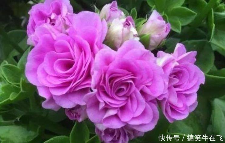 花朵|现在就养4种花,越热开花越多,花朵仙又美,全年开花不断