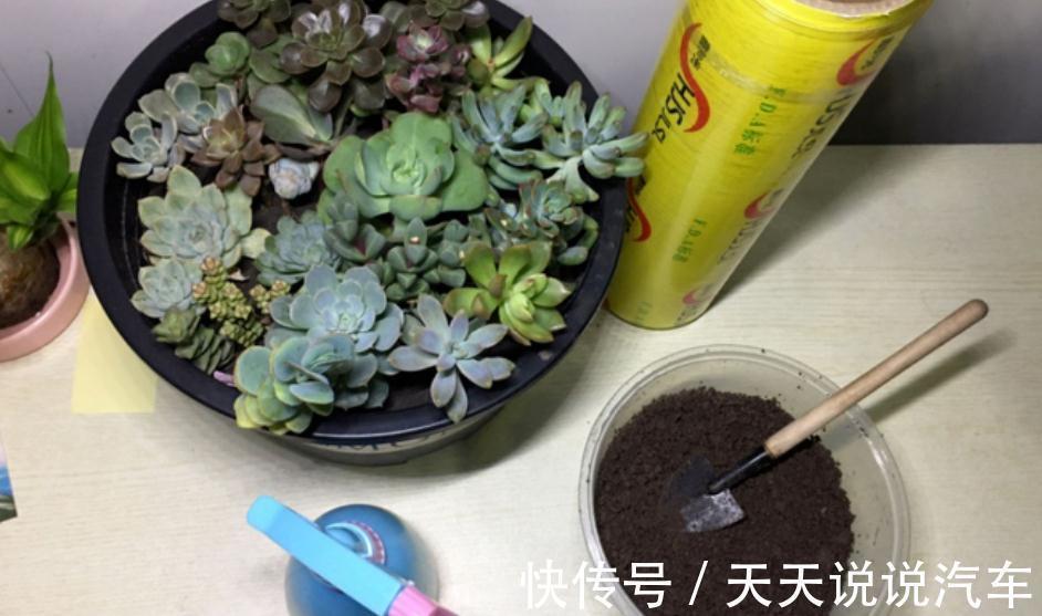 徒长后的多肉该怎么处理？砍头、扦插，按这些步骤操作准没错