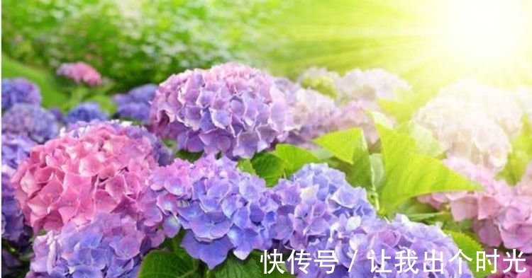 4种花懒人，随意丢盆里就能活，开花超美的