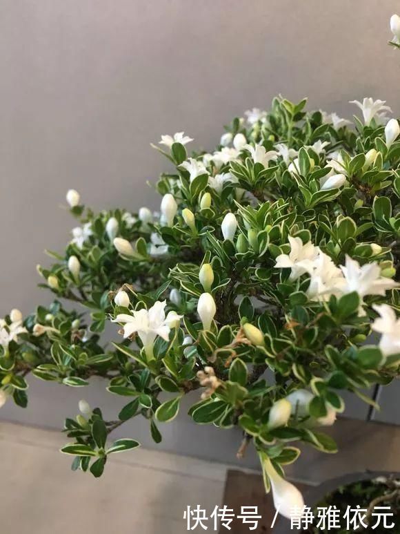 天热了4种花要“剪一剪”,剪1刀,花朵狂冒,花期延长2个月