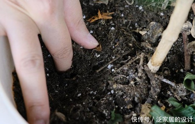 茉莉有“三怕”,入春顺着习性养,催出一圈苞,清香宜人大半年