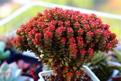 外表非常普通的多肉小米星,却让很多花友着迷,出了状态实在太美