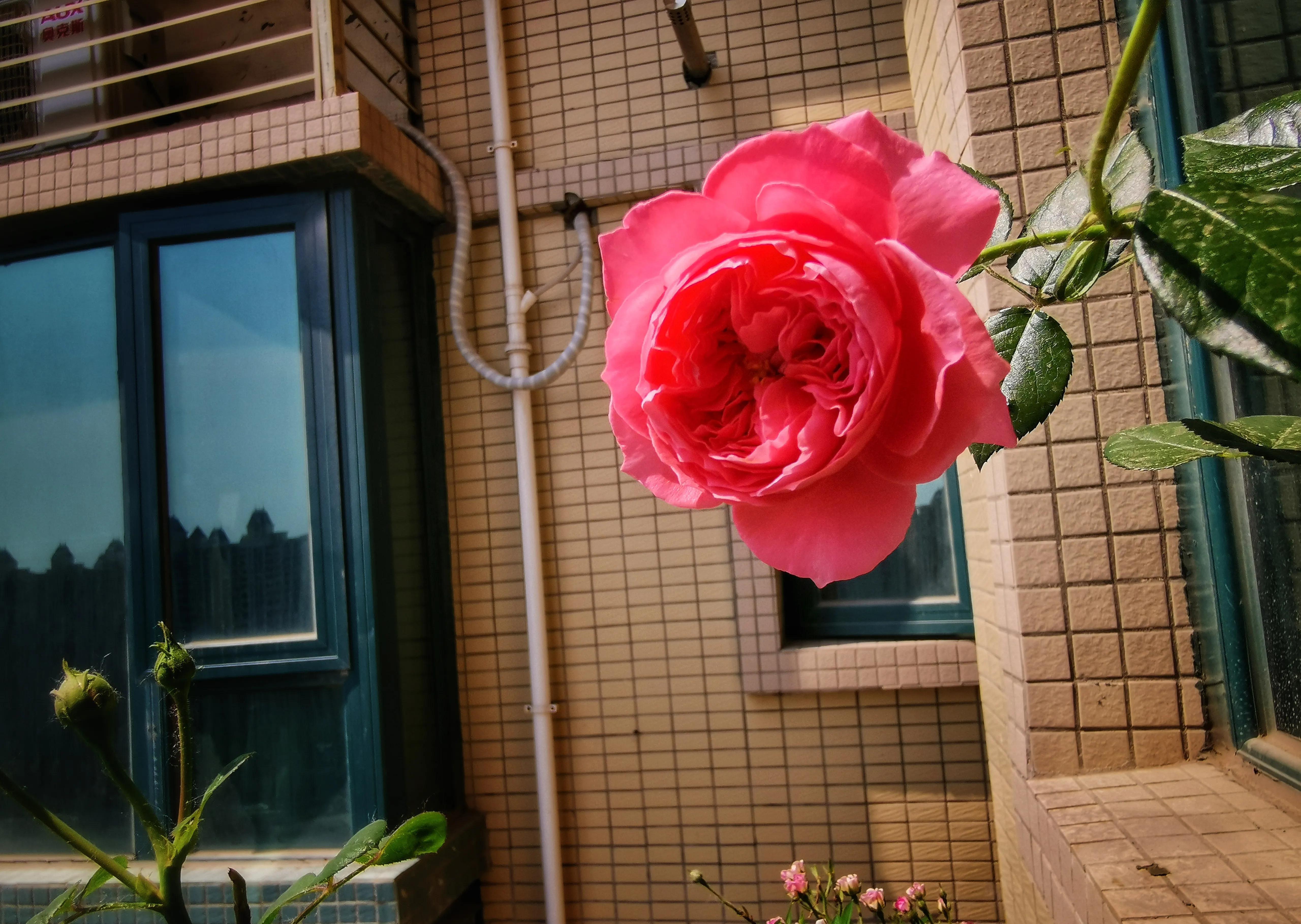 千万注意,南方不适合种藤本月季,选择夏日花火,才能开满花