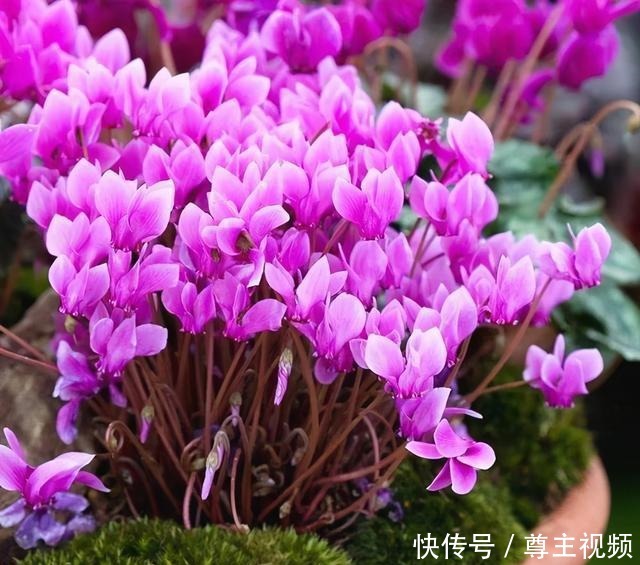 6种“热门”年宵花,个个喜庆吉利,雍容大气,颜值高,寓意好!