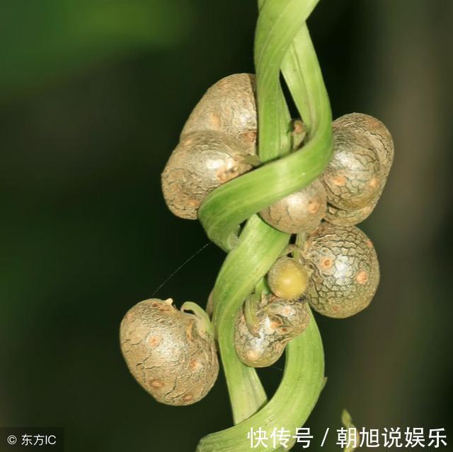 中医|农村一种不起眼的“小蛋蛋”，中医却当宝，比山药还补