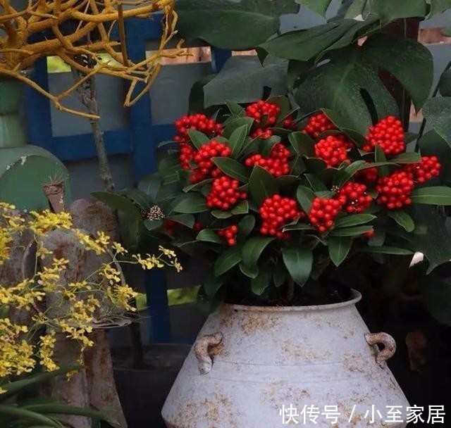 枝头|年底了,家里养盆红玉珠,枝头挂满红果子,红红火火迎新年!