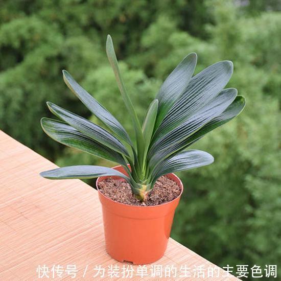 养君子兰重点在于浇水，掌握好它的习性，叶绿花红花期长