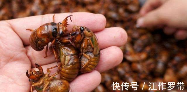 身体不适|吃“知了猴”有什么危害?多数人可能还不清楚,吃前不妨先了解下