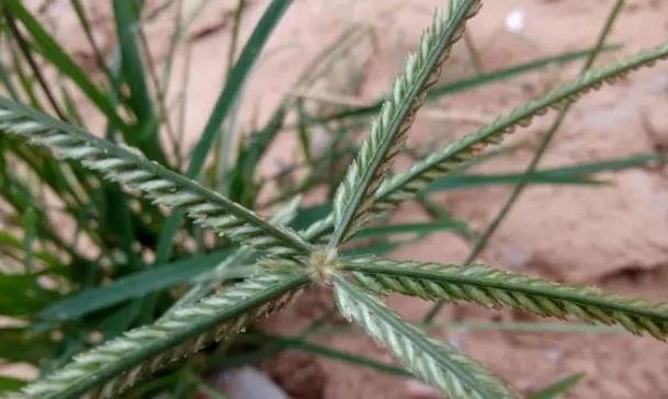 忠告路边遇见此野草,一定要拔回家,功效多,看到就是赚到