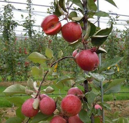 阳台别养月季了,养1种“苹果树”,果肉“红色”,好吃又好看!