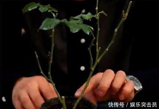 修剪方法|月季小苗冬剪别舍不得