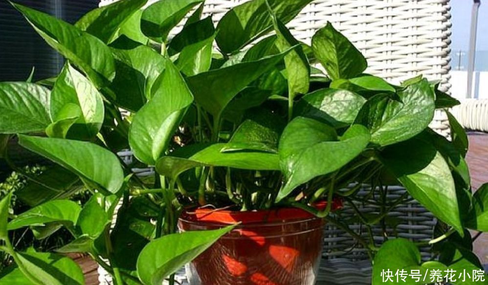 开花类|家庭养花,准备3种肥就够用,养什么花都旺