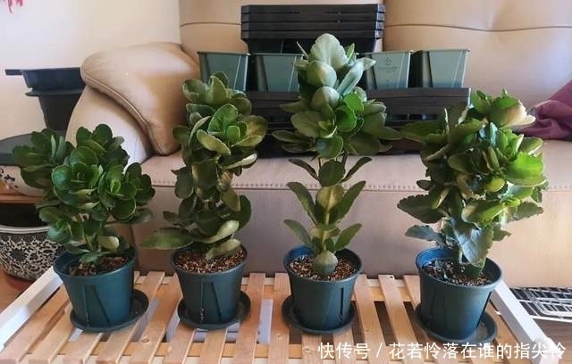 长寿花盛花时却倒伏了?做好这4点,花枝坚挺,不倒伏