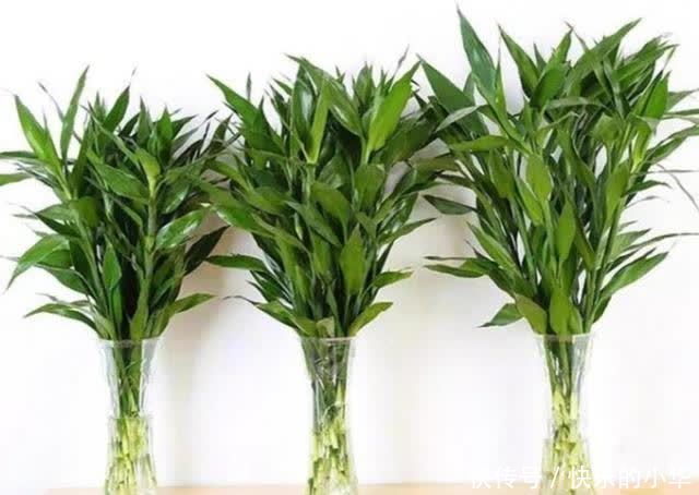 春节到了,家里养上2种花,漂亮、喜庆、有年味