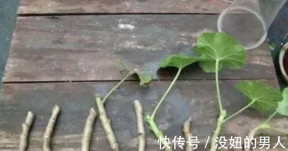 甜水|养花自制“小甜水”,扦插时生根发芽长得快,比“生根剂”还好用