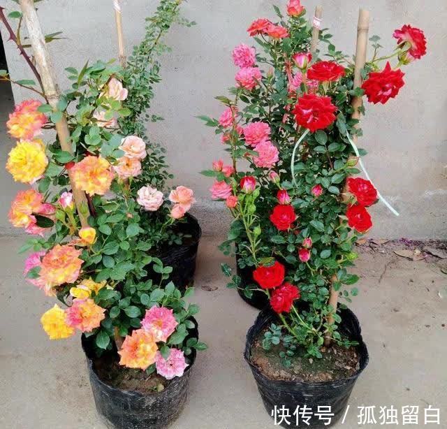 病弱苗|月季新苗、病弱苗这样养护,很快恢复生长,开花又香又多