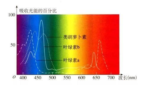 如果外星存在植被，那应该是什么颜色的？
