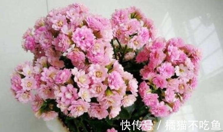 新手养花选这些,价格便宜,种植容易,开花勤快,漂亮又芳香