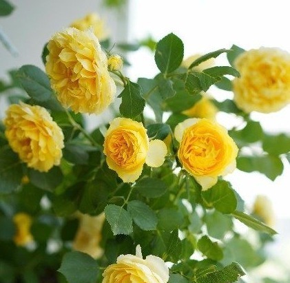 金丝雀|最适合养在阳台的花卉!花期长花量大!仙气十足,香味飘满室!