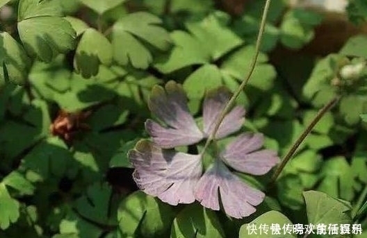 回家|农村这种“千年老鼠屎”，一斤百元价值很高，如果看到请带回家！
