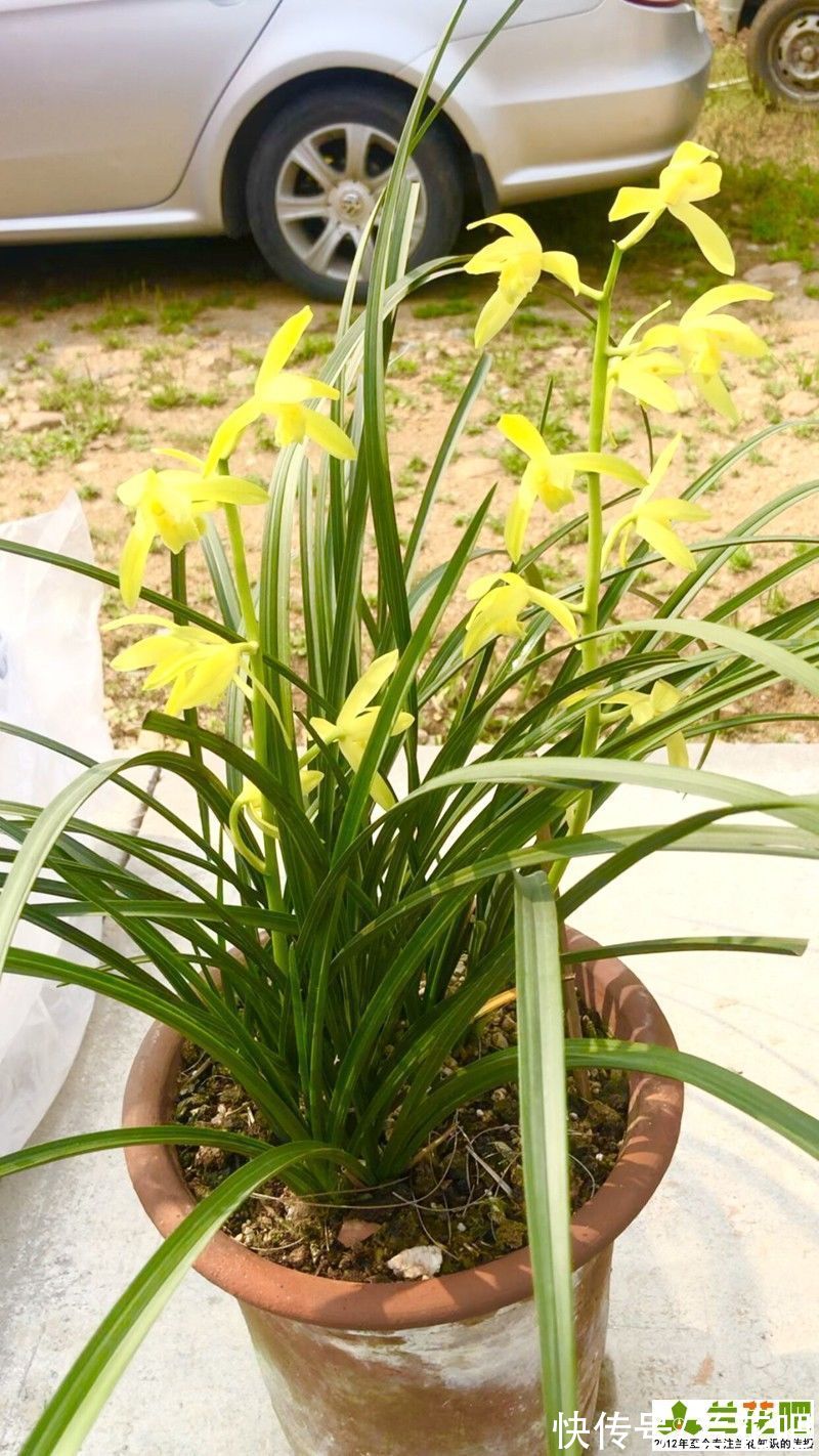 浇水|兰花浇水，有理论有操作，3步走浇水法