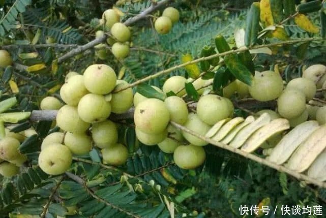 藏在身边的“止咳王”就是它,做法简单,止咳润肺,冬天不咳嗽